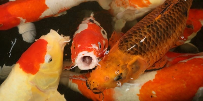 Nằm mơ thấy cá đánh con gì ăn thưởng đậm