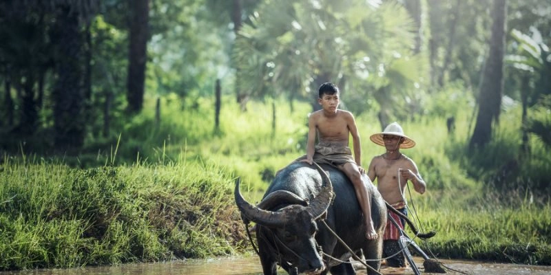 Nằm mơ thấy cưỡi trâu